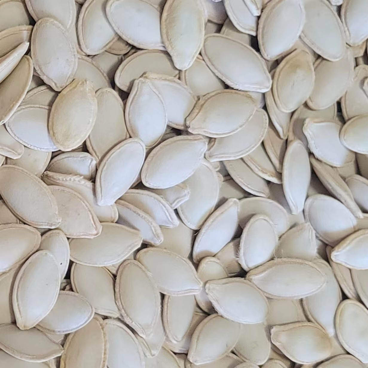 Shine Skin Pumpkin Seeds 光板南瓜籽
